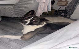 Huskita dogs for sale: 2 year old huskita - Image 2
