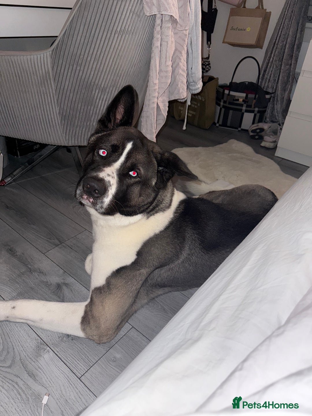 Huskita dogs for sale: 2 year old huskita - Image 2