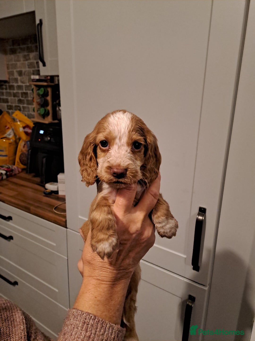 Cocker Spaniel dogs for sale: Cocker spaniel pups - Advert 4