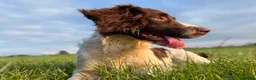 Sproodle dogs for sale: Sproodles - Advert 11