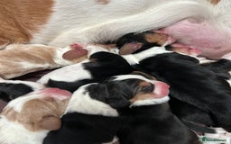 Basset Hound dogs for sale: Basset hound puppies for sale!! KC reg. - Image 3