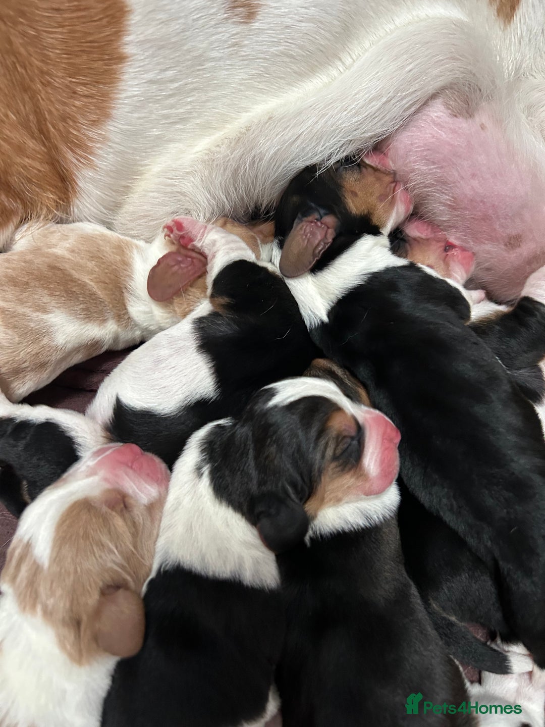 Basset Hound dogs for sale: Basset hound puppies for sale!! KC reg. - Image 3