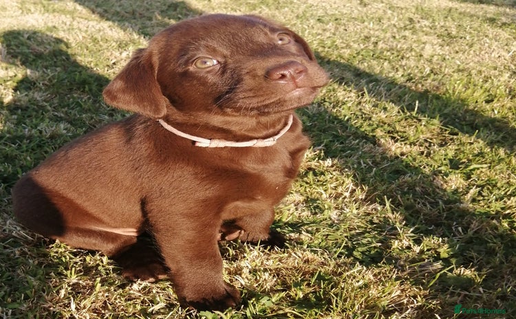 Labrador Retriever dogs - Advert 4