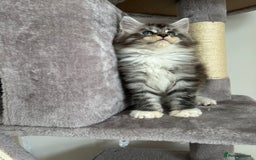 Maine Coon cats for sale: Maine Coon Silver Boy - Image 4