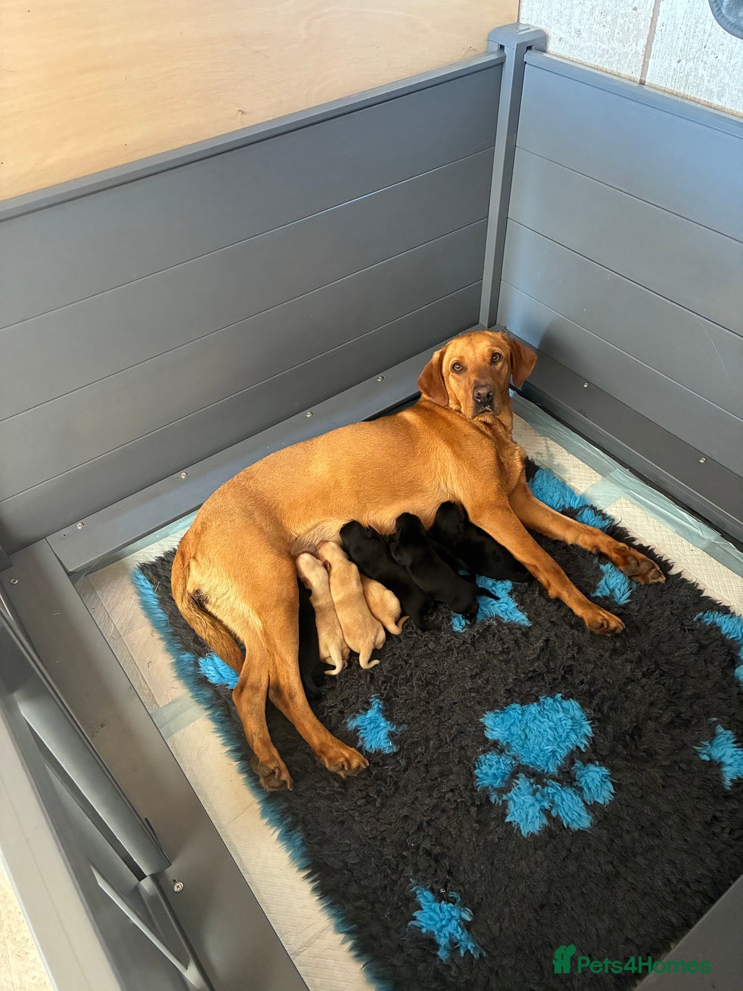 Labrador Retriever dogs for sale: Gorgeous boy looking for forever home - Image 4