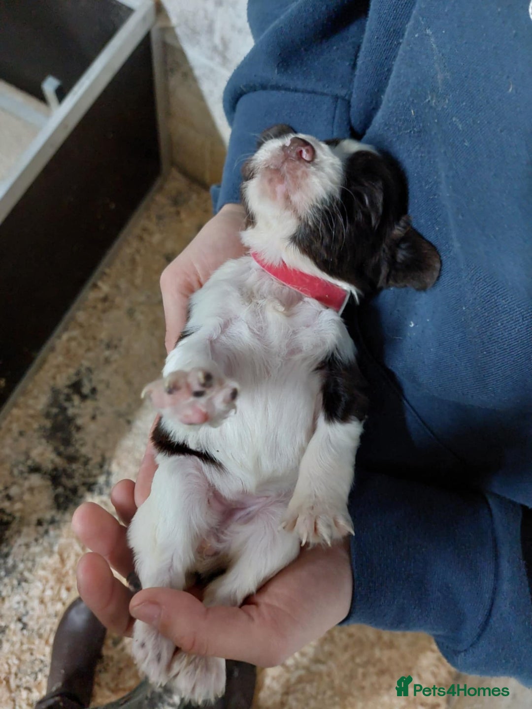 Sprocker dogs for sale: Sprocker ( Springer x Cocker ) pups for sale - Image 15