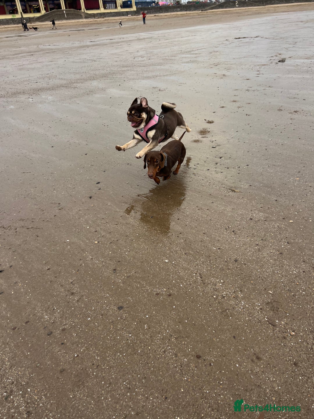 Pug dogs for sale: Kc reg 3 year old chocolate pug  - Advert 21