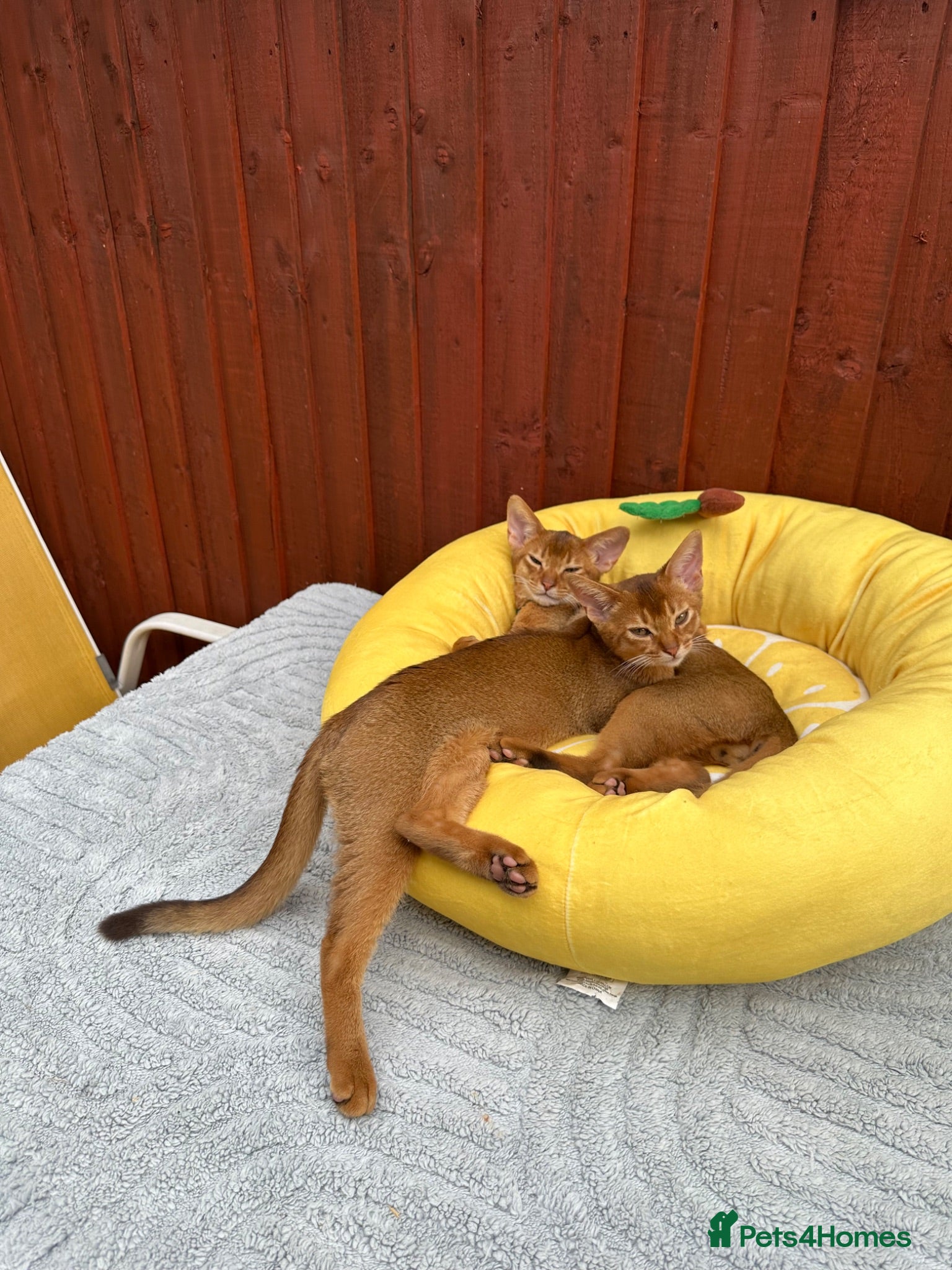 Abyssinian cats Abyssinian kittens  - Advert 4