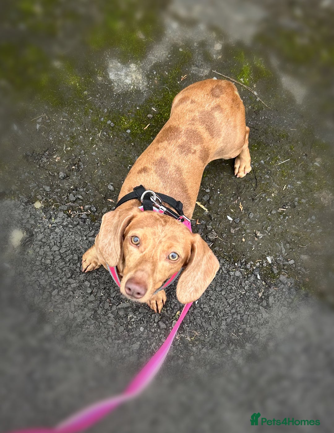 Miniature Dachshund dogs for sale: Kc true miniature dachshund  - Image 15