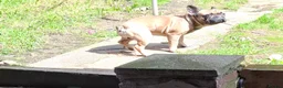 French Bulldog dogs for sale: Two male French Bulldogs, 2 years old. in Runcorn - Advert 6