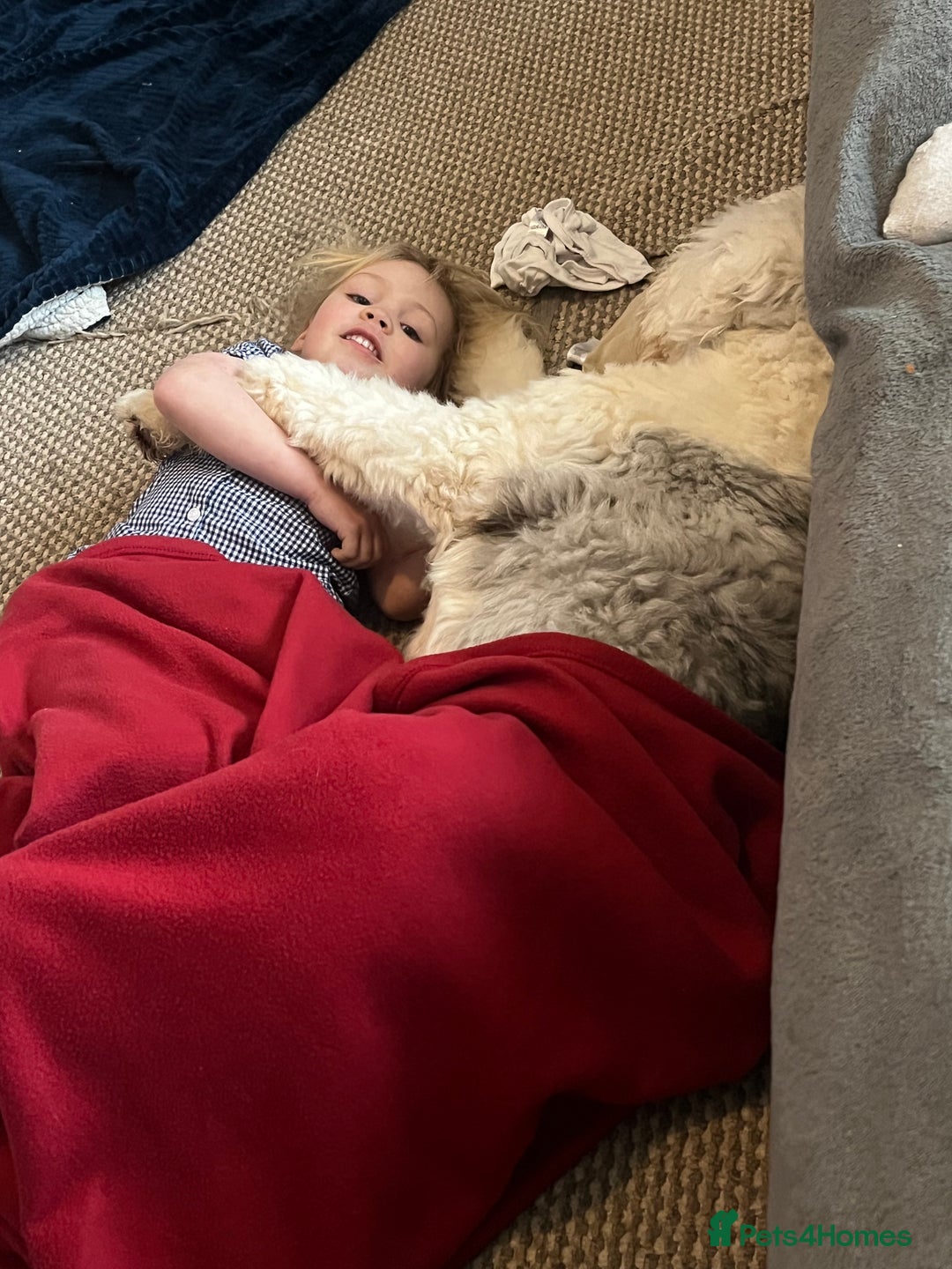 Old English Sheepdog dogs for stud: Proven KCRegistered Stunning OLD ENGLISH SHEEPDOG  in Mansfield - Image 6
