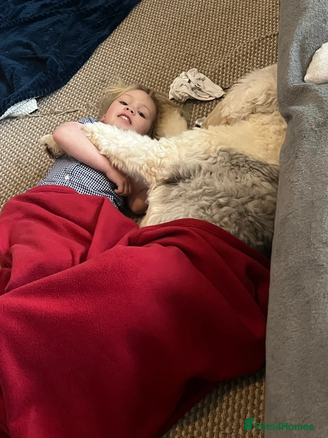 Old English Sheepdog dogs for stud: Proven KCRegistered Stunning OLD ENGLISH SHEEPDOG  in Mansfield - Advert 6