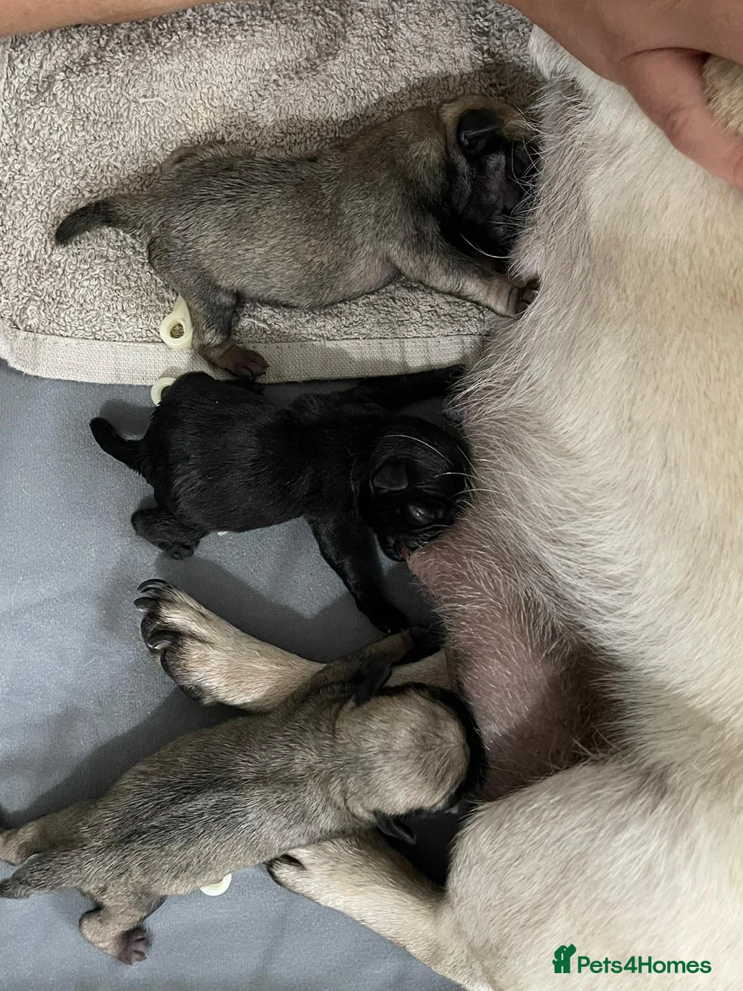 Pug dogs for stud: Health tested black pug stud  in Stevenage - Advert 26