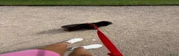 Pomeranian dogs for sale: Urgent sale  - Advert 8