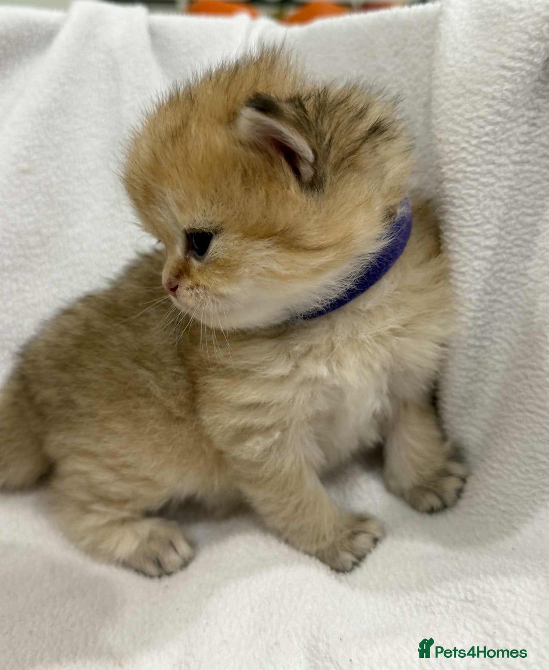 British Longhair cats for sale: ⭐️STUNNING GOLDEN BRITISH LONGHAIR TICA KITTENS⭐️ - Advert 8