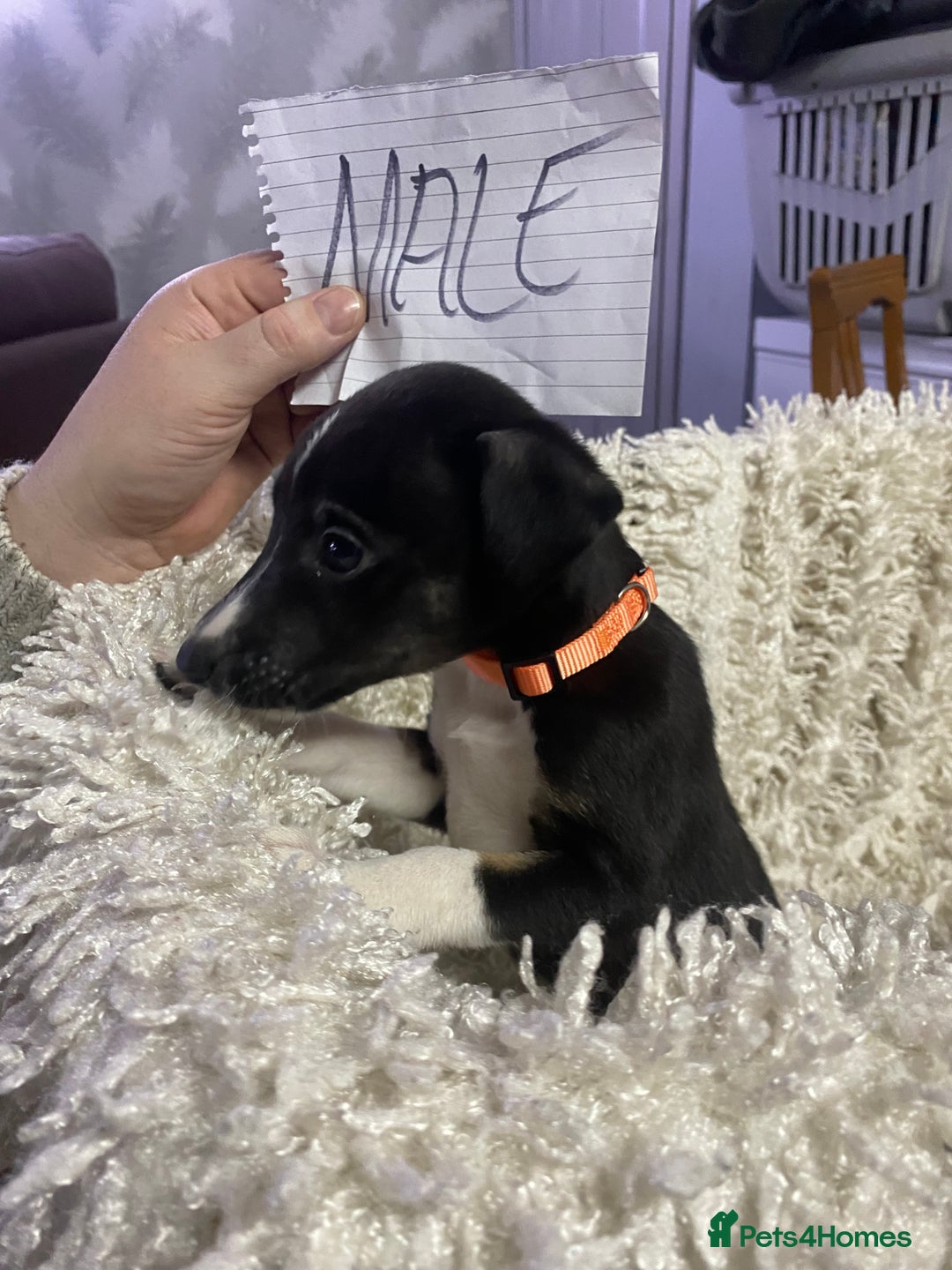 Mixed Breed dogs for sale: Collie lurcher greyhound mix - Advert 7