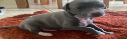 Italian Greyhound dogs for sale: 2 beautiful Italian Greyhound puppy boys  - Advert 10