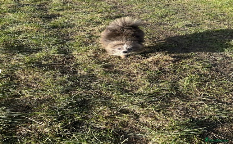 Pomeranian dogs - Advert 1