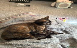 Mixed Breed cats for sale: Female kitten  - Image 4