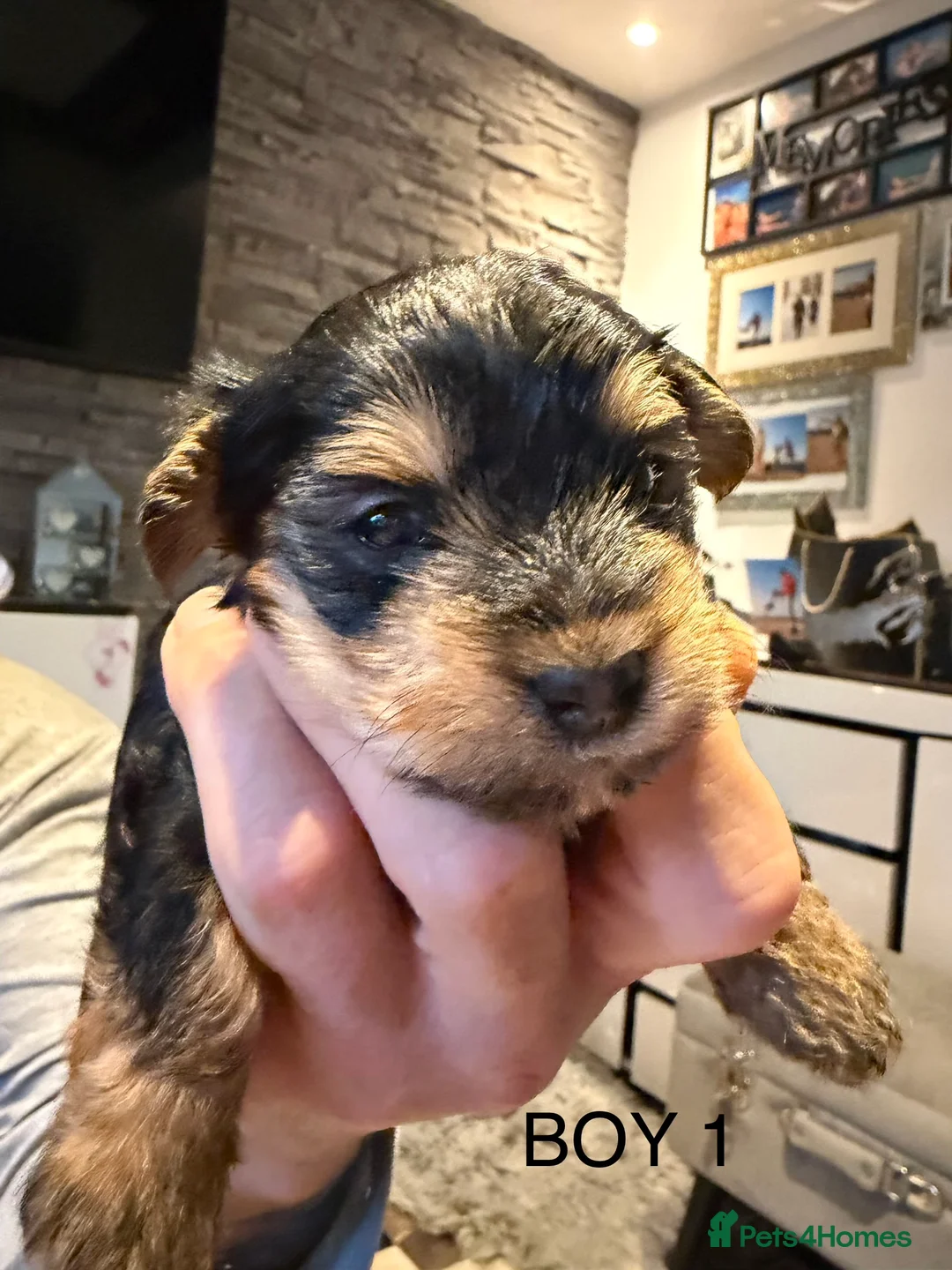 Yorkshire Terrier dogs for sale: York terrier  - Advert 6