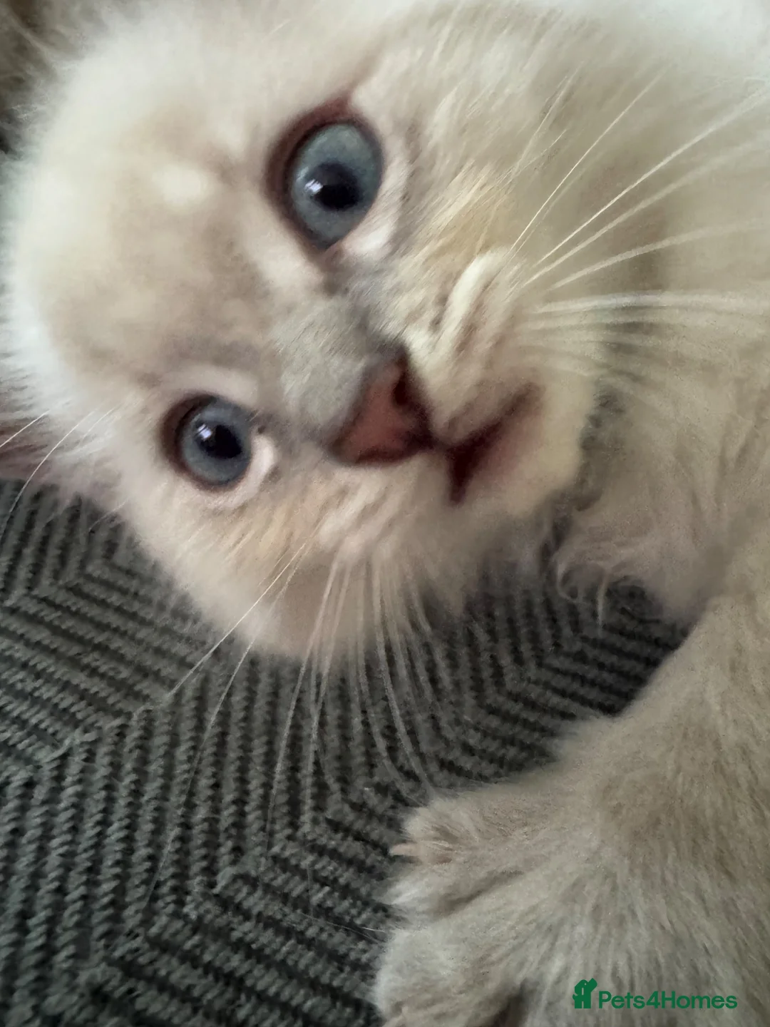 Ragdoll cats for sale: Male ragdoll - Advert 6