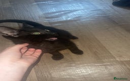 Domestic Shorthair cats for sale: Beautiful black boy looking for a furrever home!! - Image 1