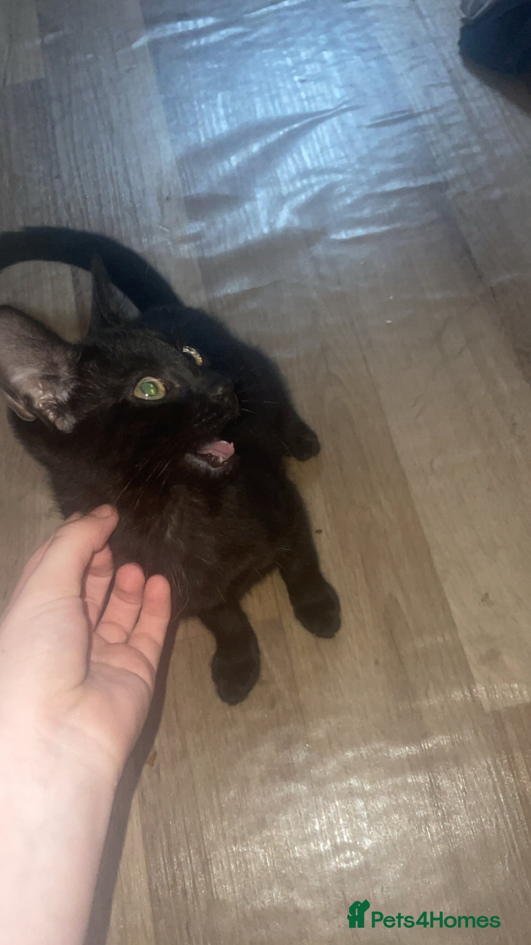 Domestic Shorthair cats for sale: Beautiful black boy looking for a furrever home!! - Image 1