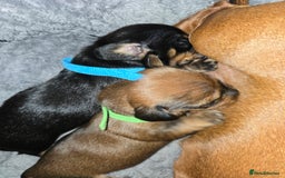 Miniature Dachshund dogs for sale: Miniature Dachshunds Seeking Forever Homes - Image 28