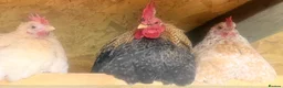 Chickens poultry for sale: Serama cockerel  in Sheffield - Advert 2