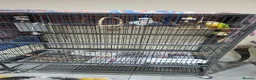 Parrots birds for sale: Male And Female parrots in Feltham - Advert 2