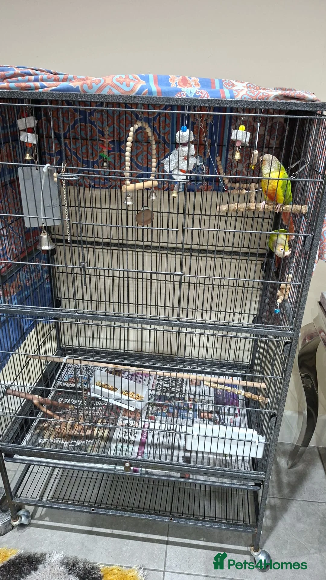 Parrots birds for sale: Male And Female parrots in Feltham - Advert 2