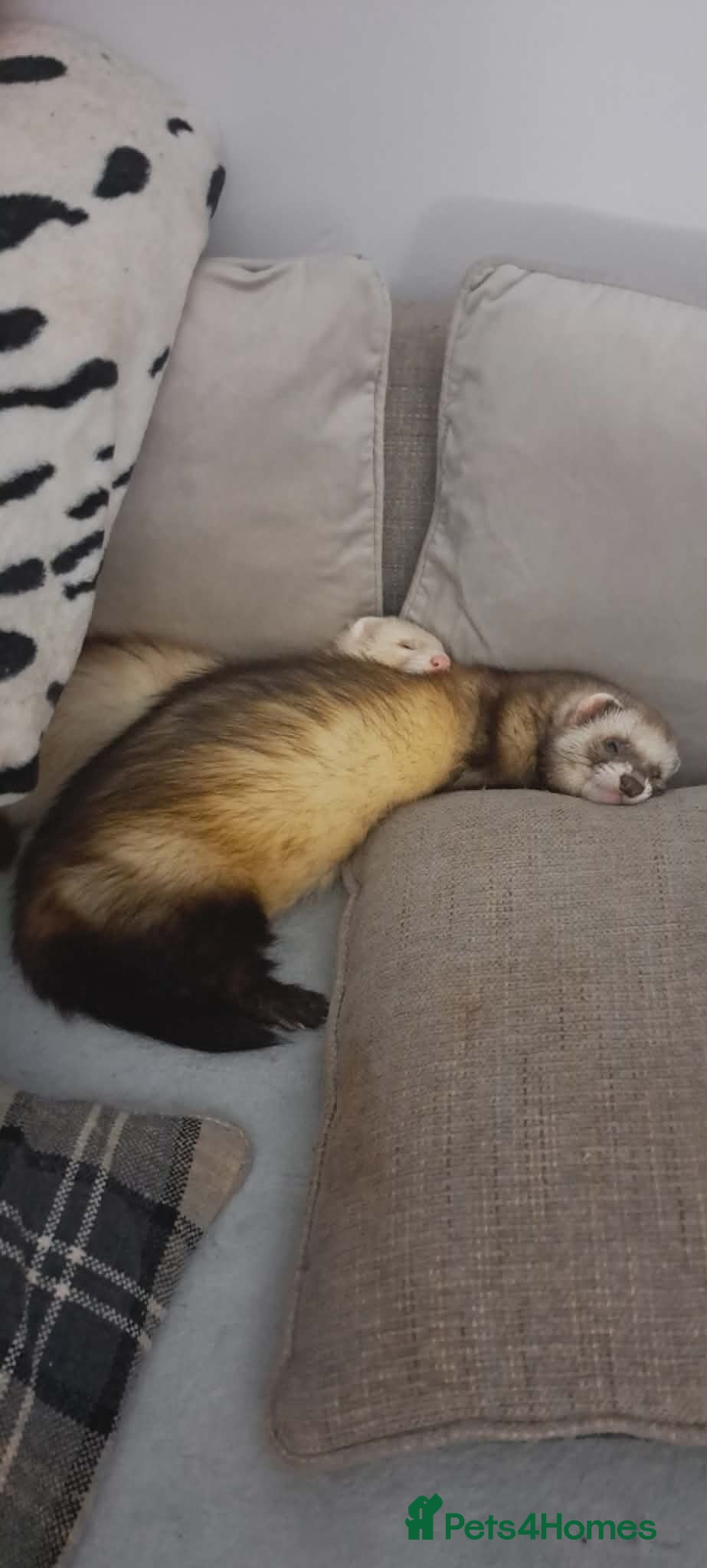 Ferret rodents Two male ferrets for sale  - Advert 4