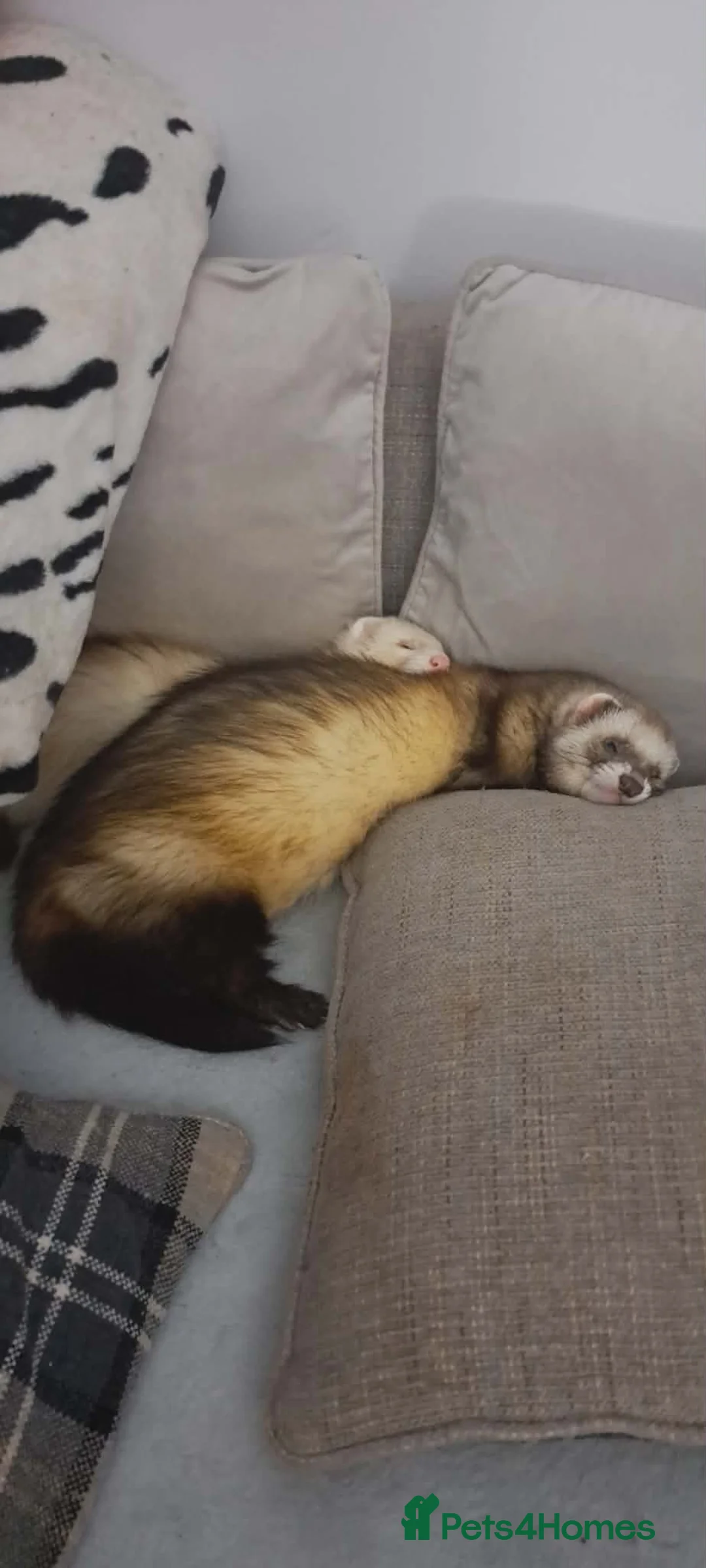 Ferret rodents for sale: Two male ferrets for sale  in Fort Augustus - Advert 1
