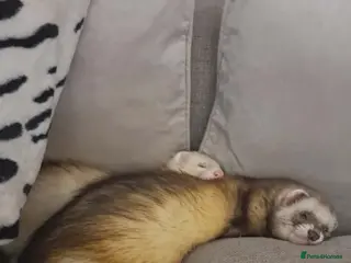 Ferret rodents Two male ferrets for sale - Advert 4