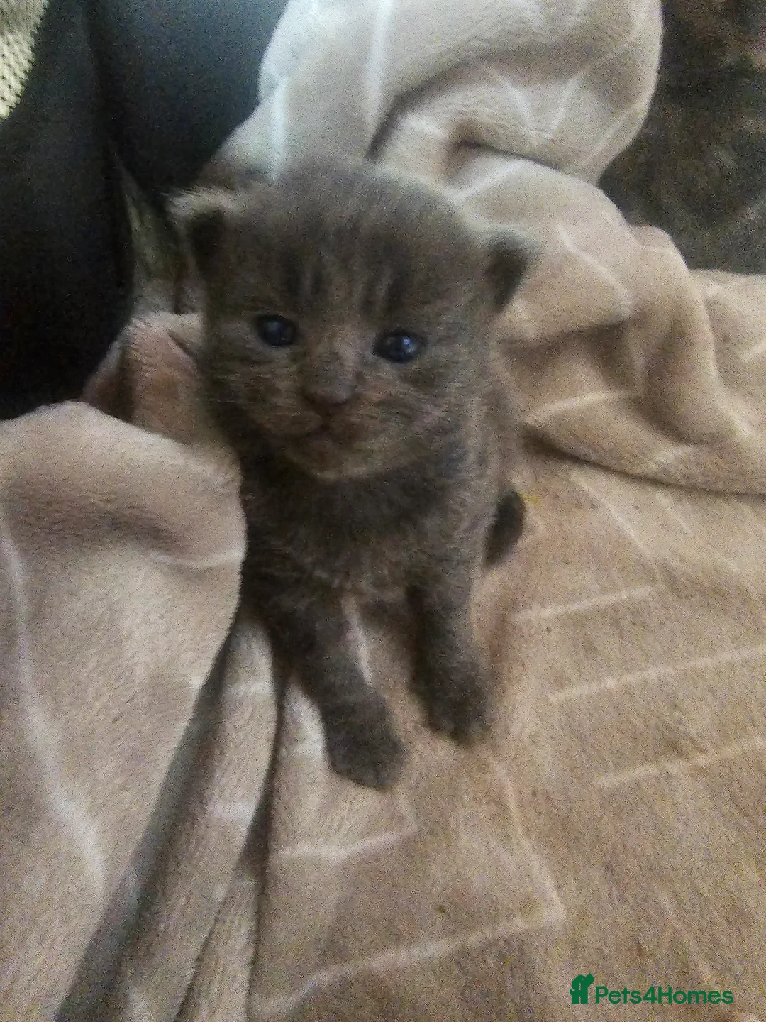 Mixed Breed cats for sale: Grey gorgeous kittens  - Advert 6