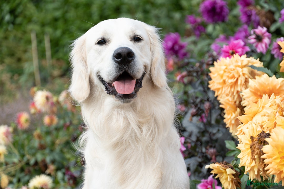 Golden Retriever dogs for stud: Fully health tested therapy dog  - Image 28