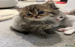 Mixed Breed cats for sale: Half Persian chinchilla and Taby mixed breed - Image 4