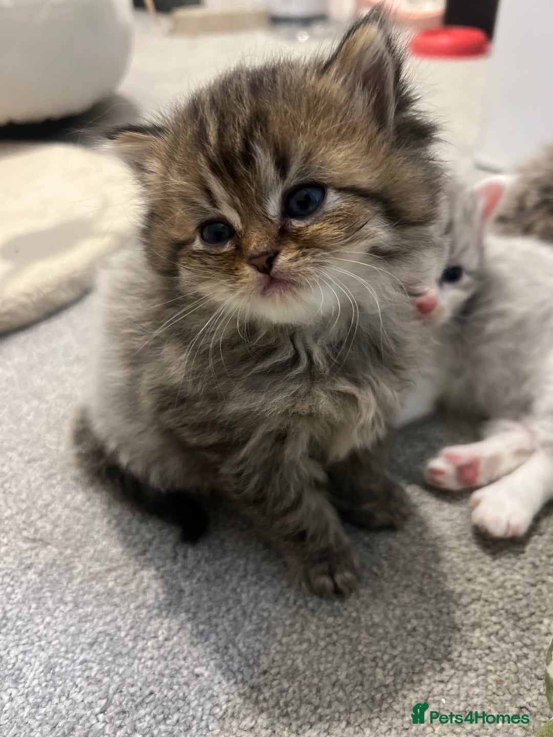 Mixed Breed cats for sale: Half Persian chinchilla and Taby mixed breed - Image 4