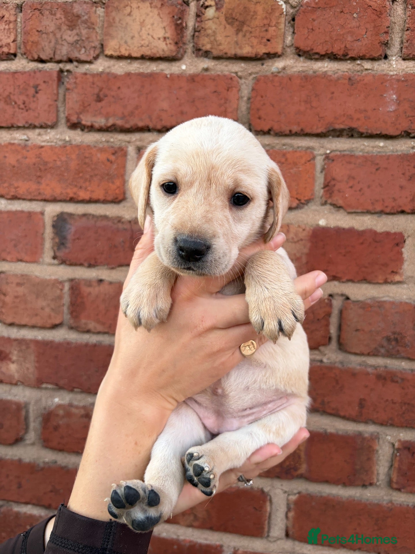 Mixed Breed dogs for sale: Vizslador puppies for sale - Advert 2