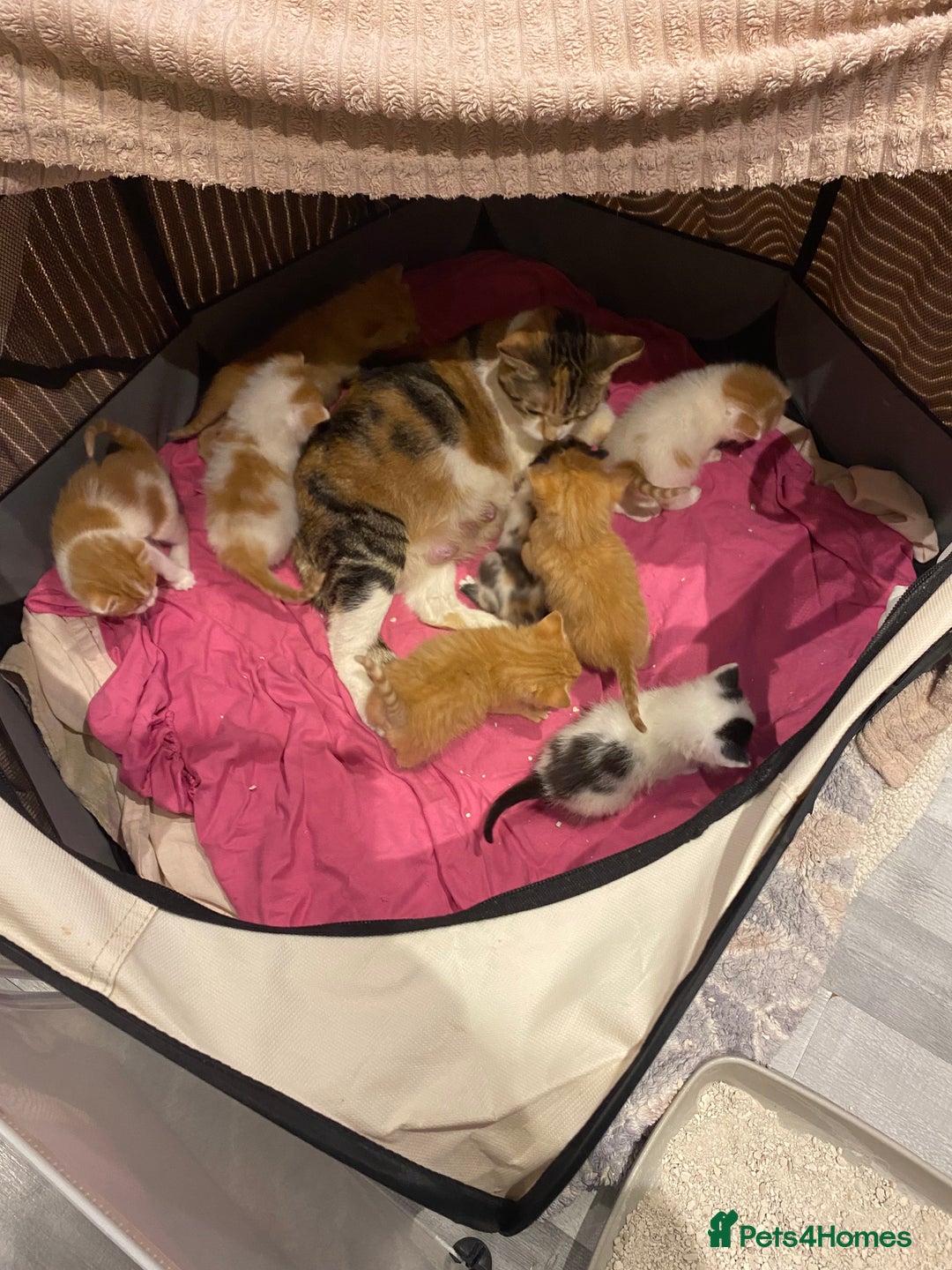 Mixed Breed cats for sale: 🐾 8 Beautiful kittens….🩵🩷 - Advert 13