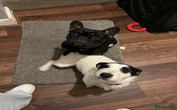 Mixed Breed dogs for sale: 5 female french bulldog x jack russell puppies  - Image 6