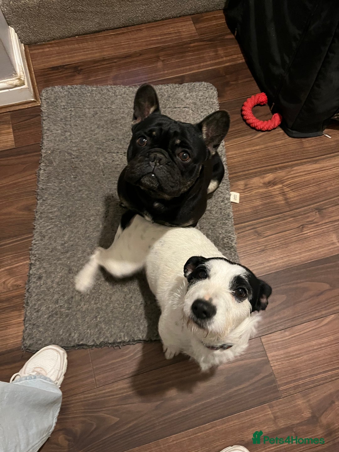 Mixed Breed dogs for sale: 5 female french bulldog x jack russell puppies  - Image 6