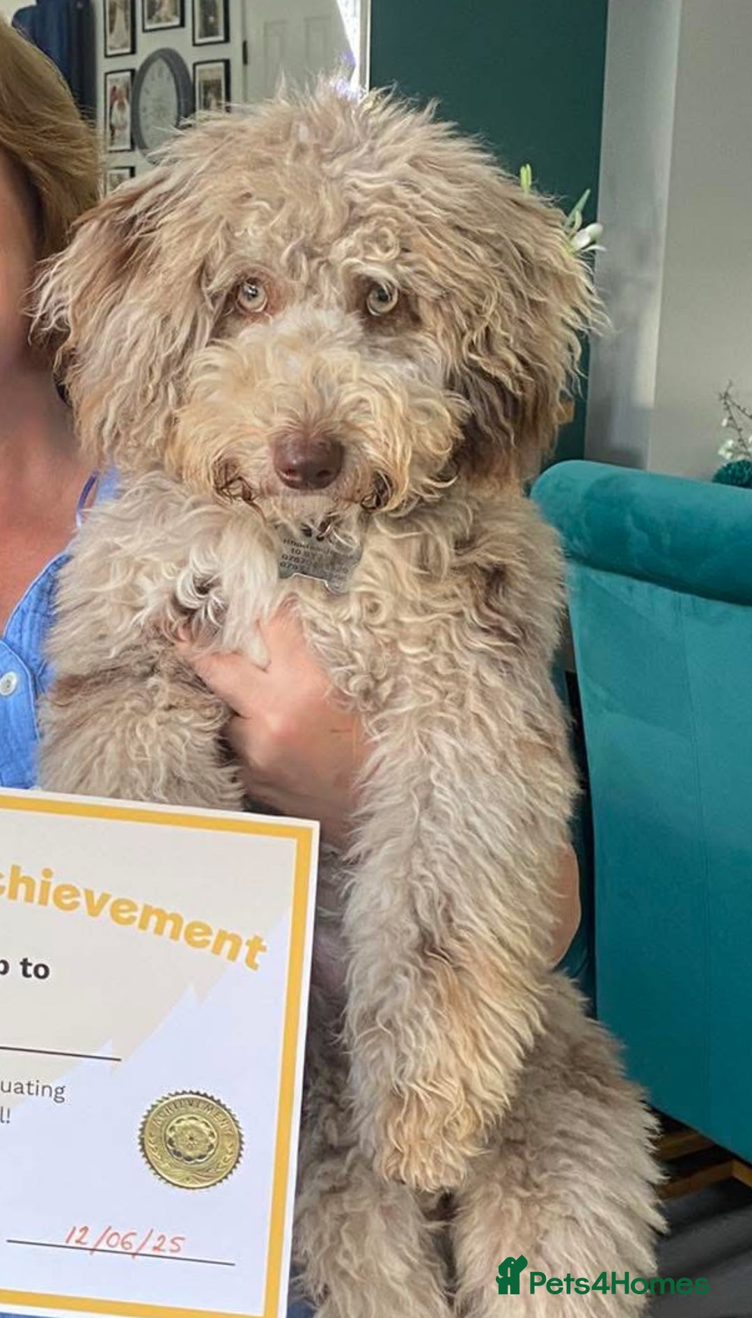 Bordoodle dogs for sale: F1 & F1b Bordoodle pups expected - Advert 22