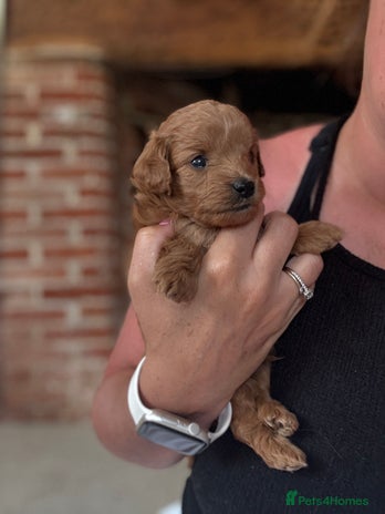 Cavapoo dogs - Advert 16