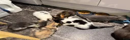 Mixed Breed cats for sale: Little kittens 10 weeks old - Advert 6