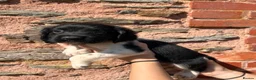 English Springer Spaniel dogs for sale: READY from 17th July KC ESS heavily coloured pups  - Advert 7