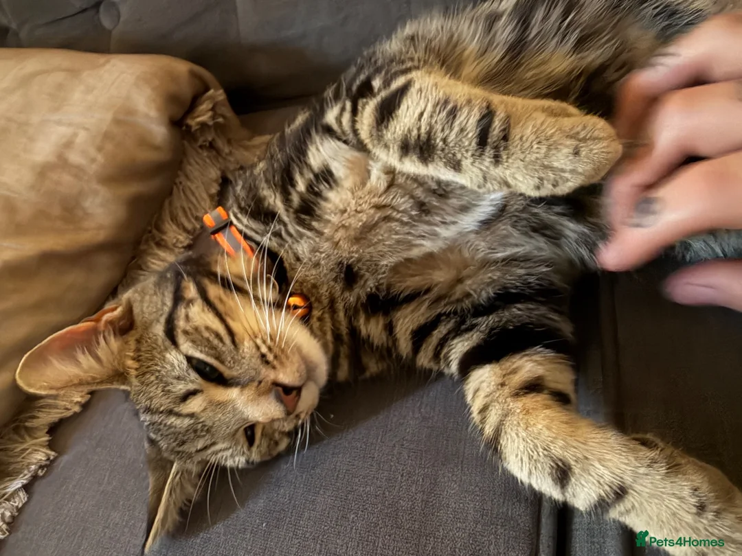 American Shorthair cats for sale: Boy cat  - Advert 2