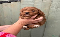 Cockapoo dogs for sale: ❤️ Tiny Deep Red Miniature F1b Cockapoo Pup's  - Image 12