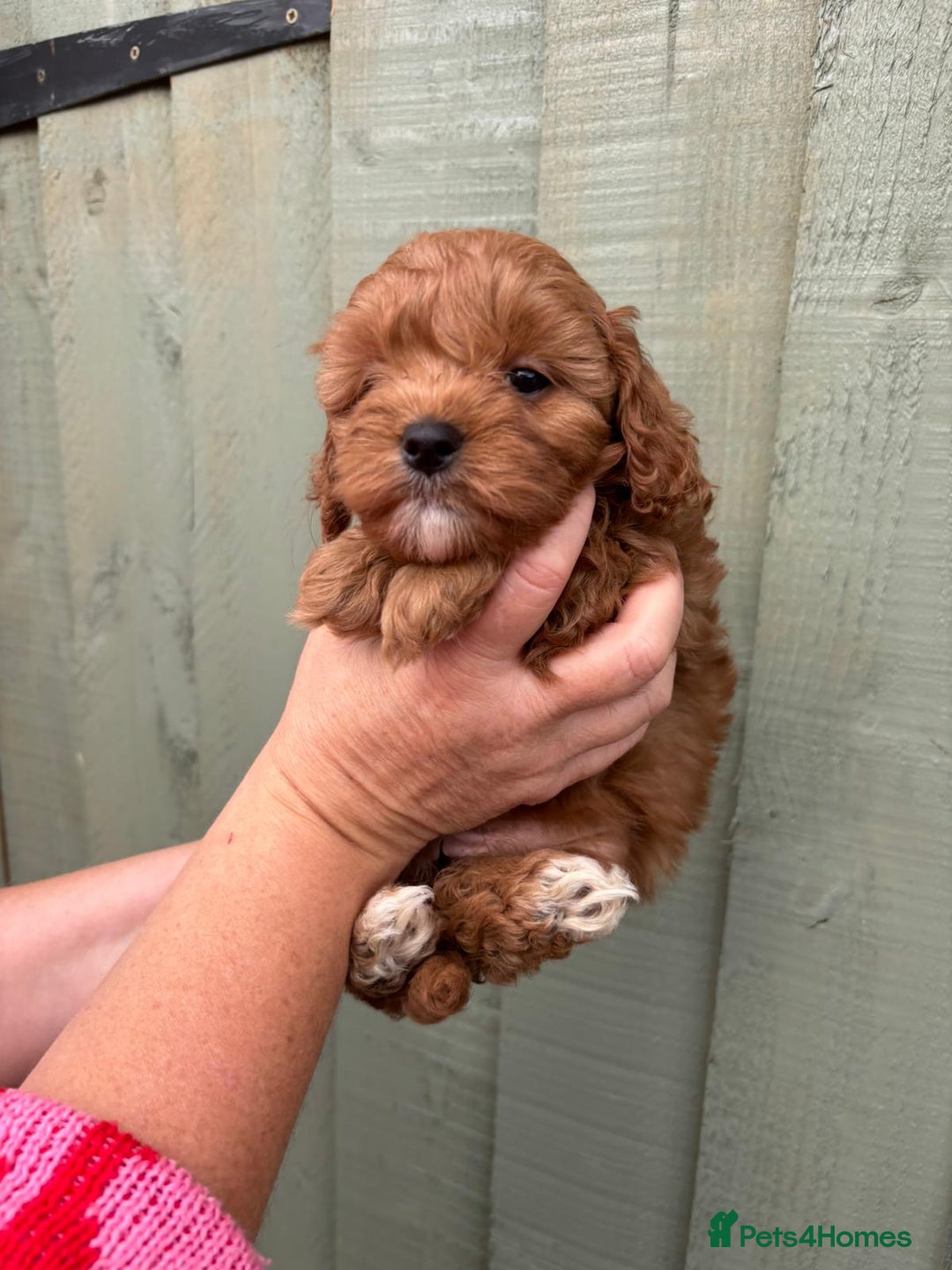 Cockapoo dogs for sale: ❤️ Tiny Deep Red Miniature F1b Cockapoo Pup's  - Image 12