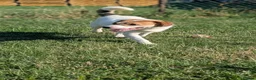 Mixed Breed dogs for adoption: Bagel for adoption! in Walsall - Advert 6